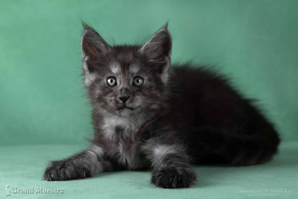Кашемир, 1.5 мес.
