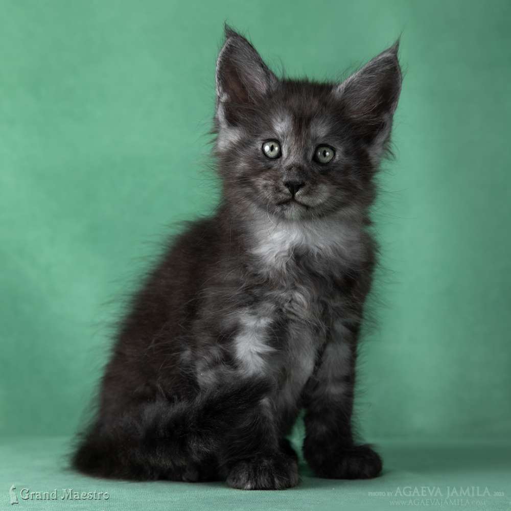 Кашемир, 1.5 мес.