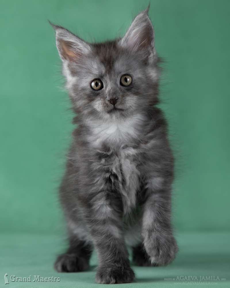 Камея, 1.5 мес.