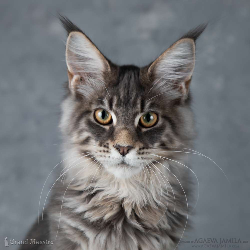 Каспиан, 5 мес.