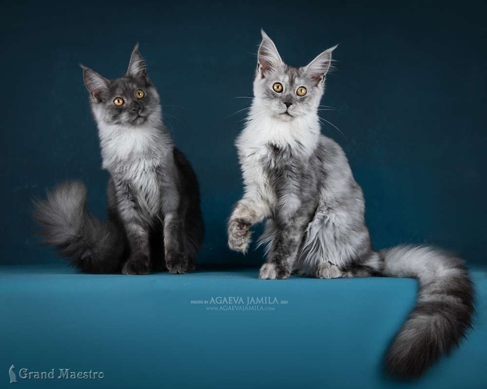 Камея и Каролина, 5 мес.