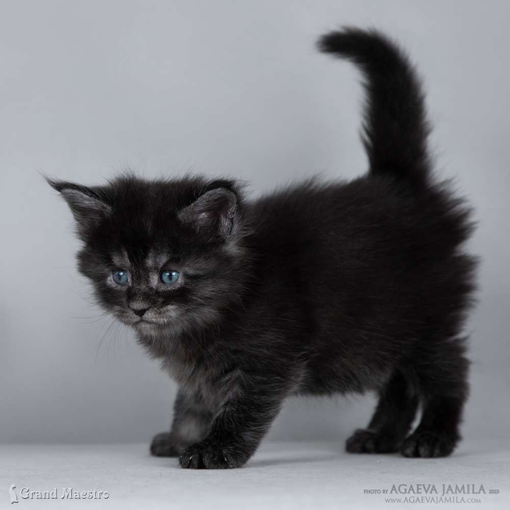 Лолита, 1 мес.