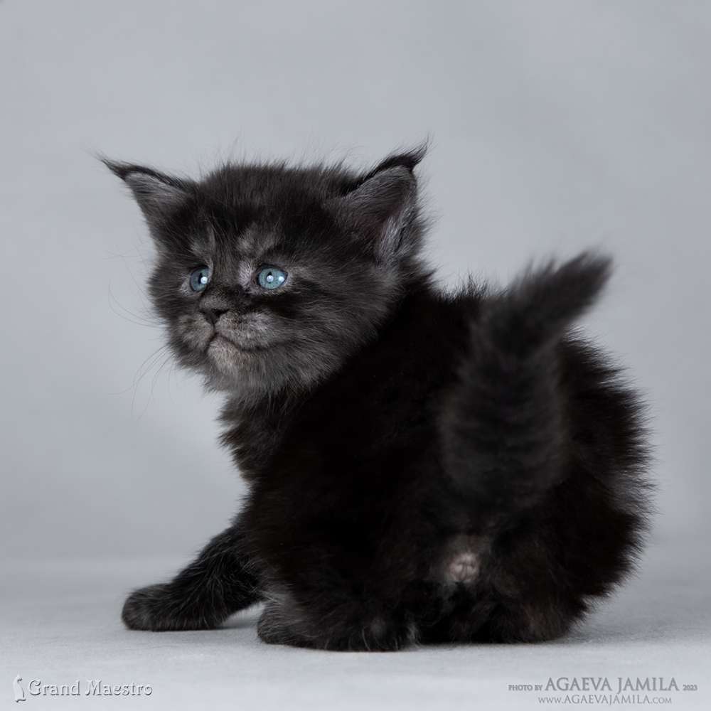 Лолита, 1 мес.