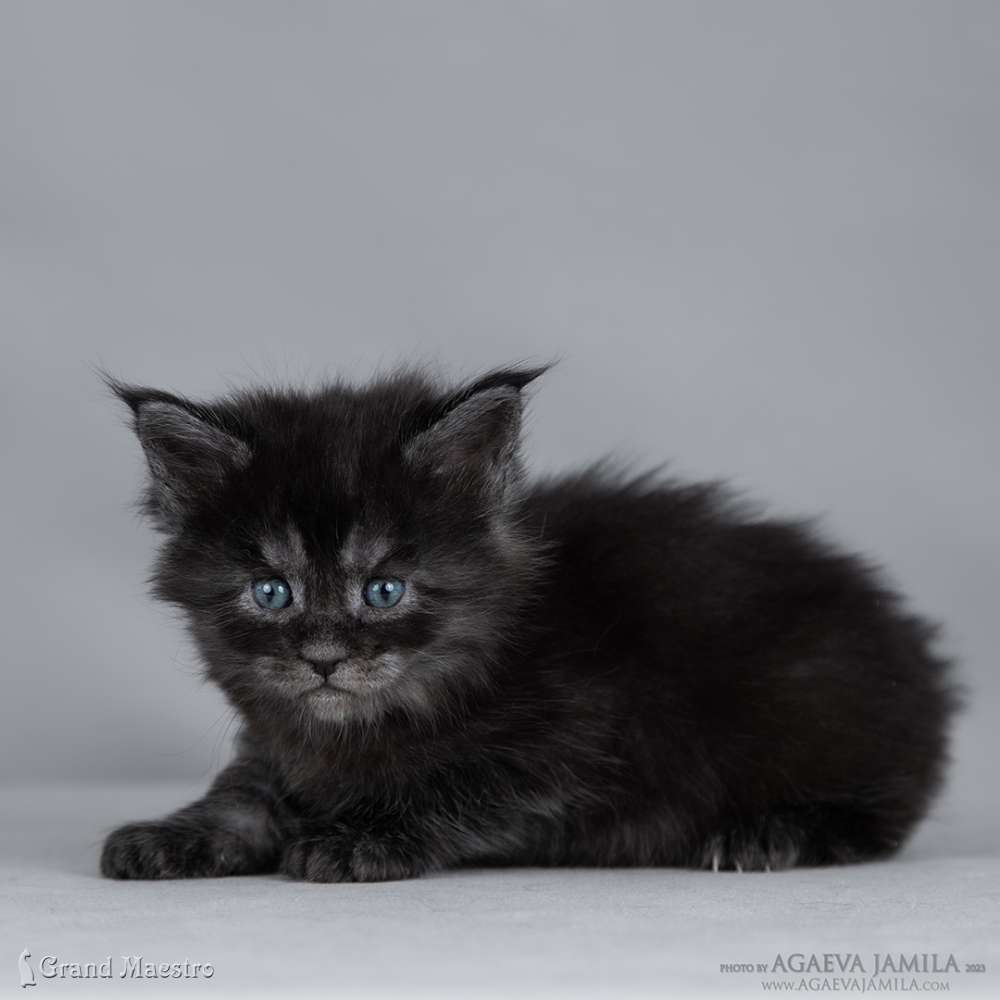 Лолита, 1 мес.