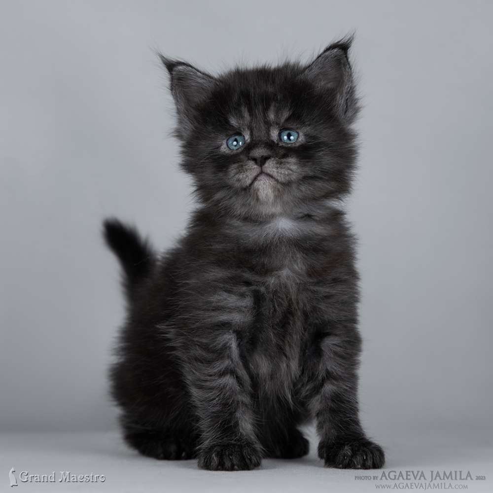 Лолита, 1 мес.