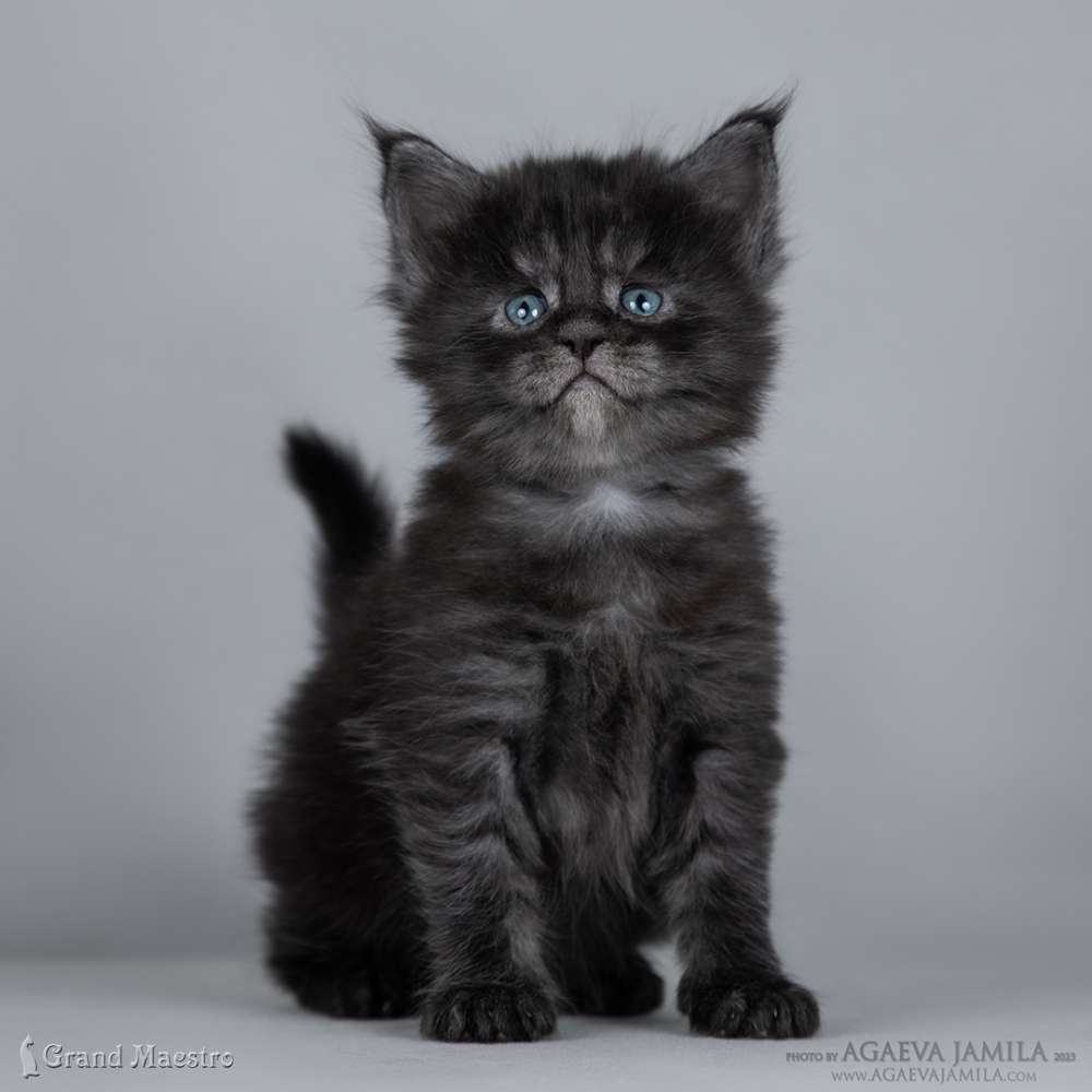 Лолита, 1 мес.