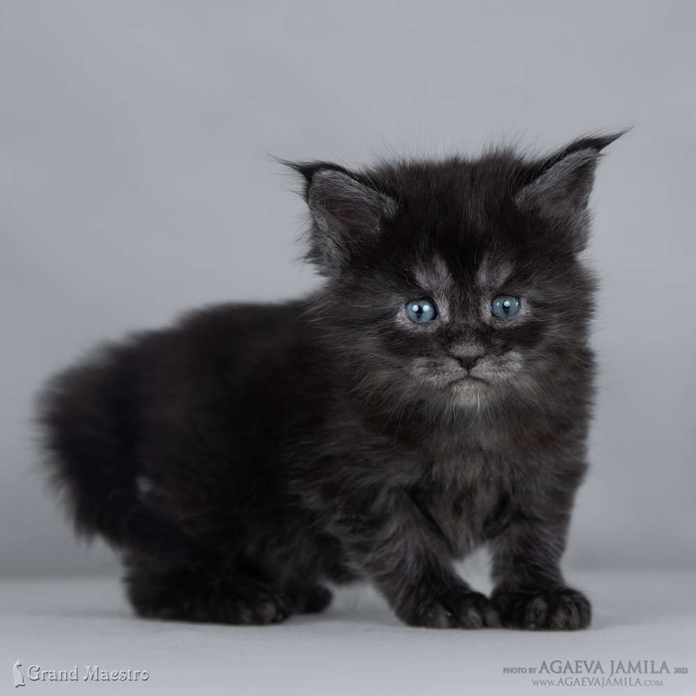Лолита, 1 мес.
