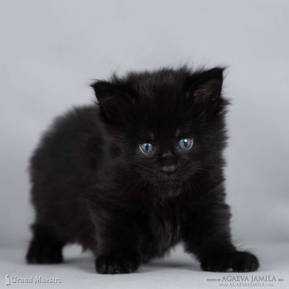 Лайза, 1 мес.