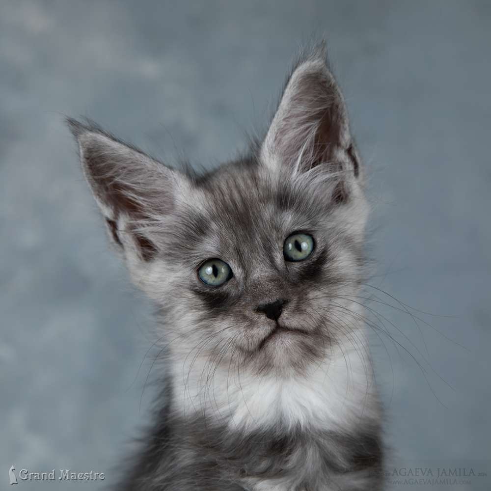 Квентин, 1.5 мес.