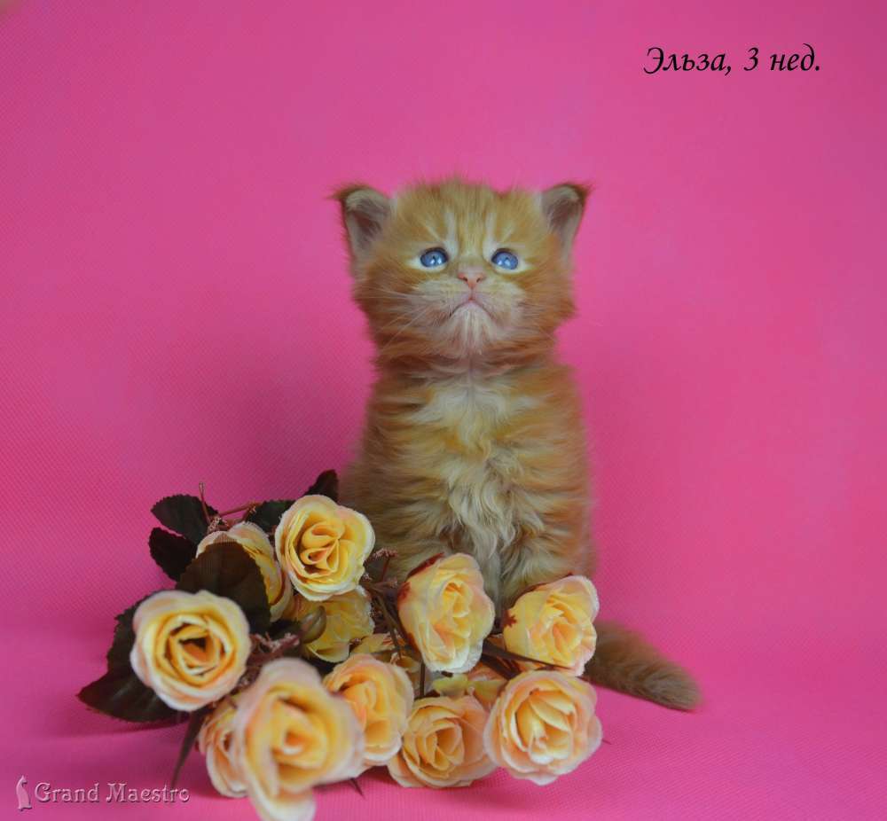 Эльза, 3 нед.