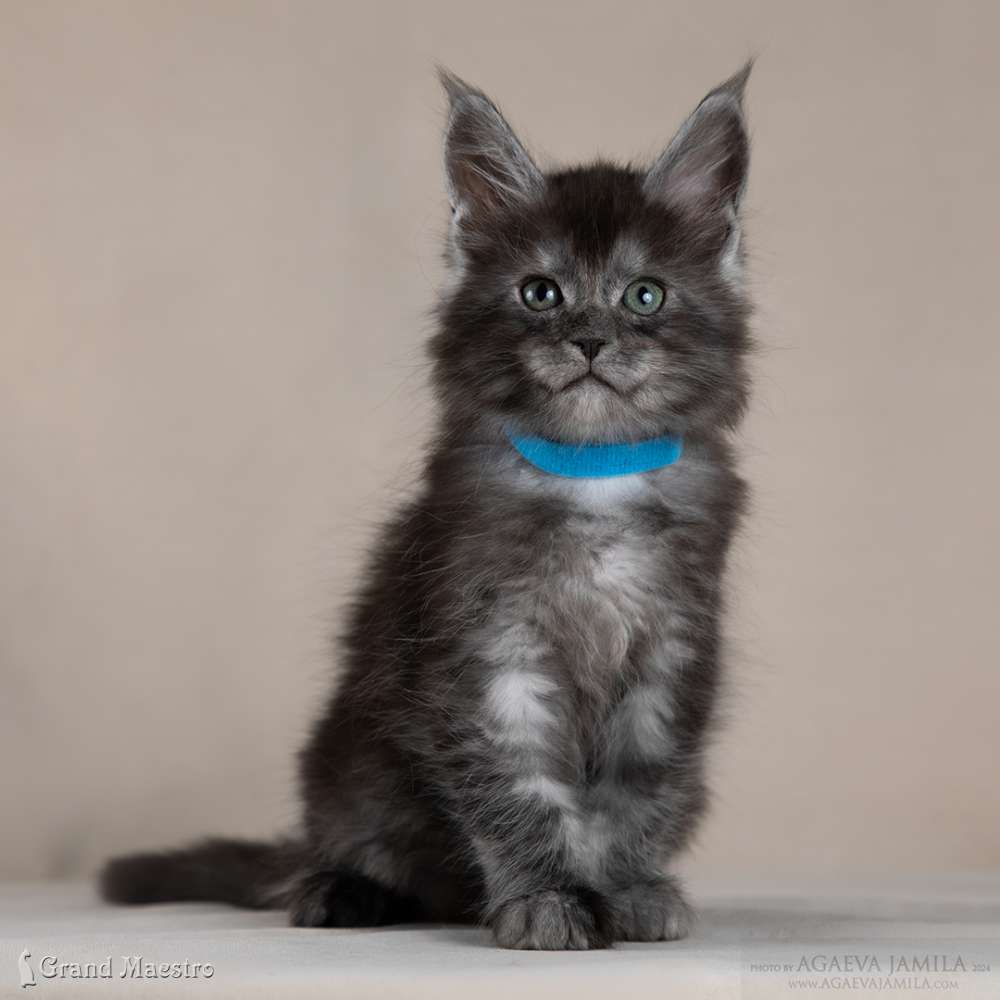 Рэй, 1.5 мес.