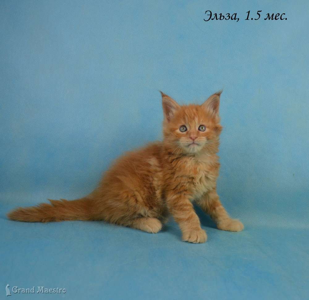 Эльза, 1.5 мес.