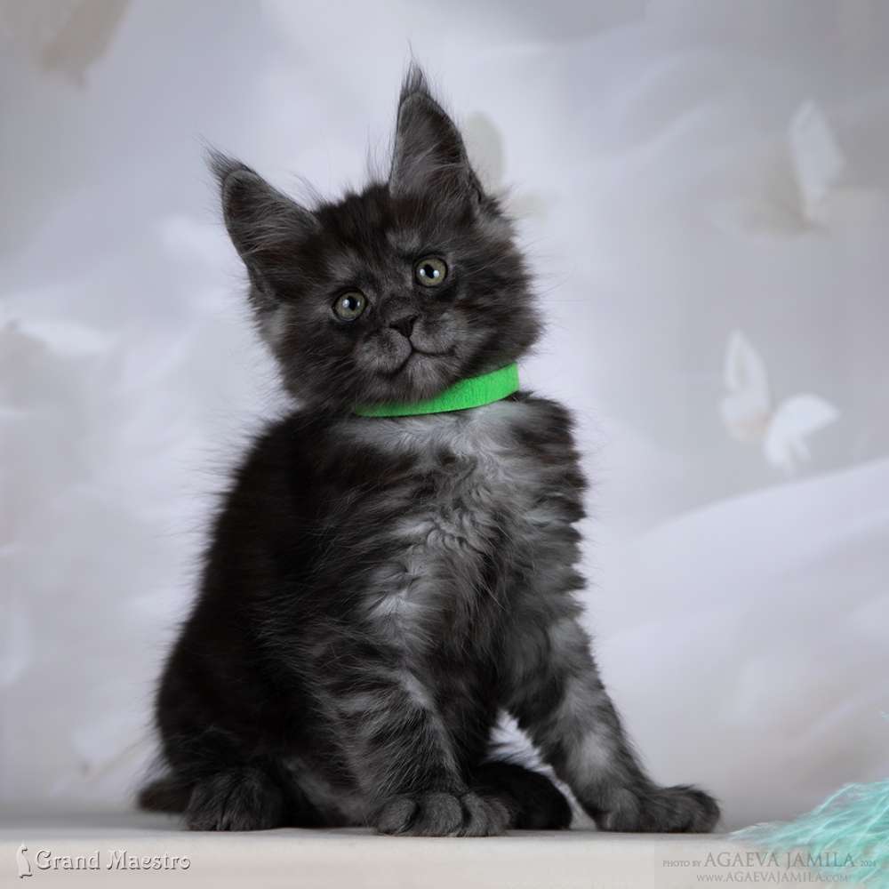 Райнер, 1.5 мес.