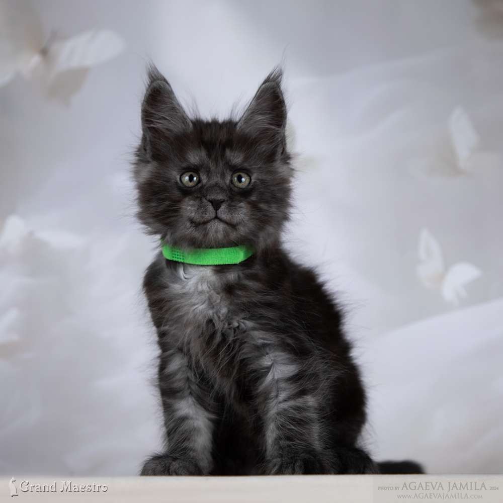Райнер, 1.5 мес.