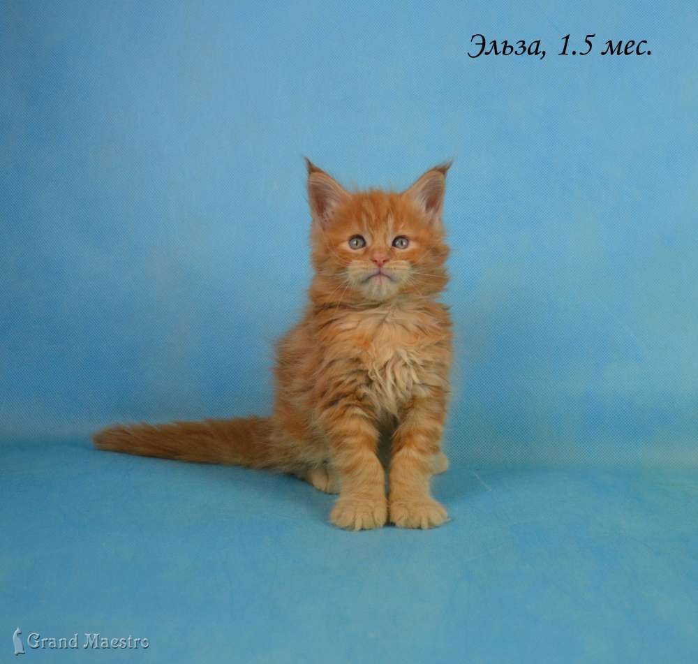 Эльза, 1.5 мес.