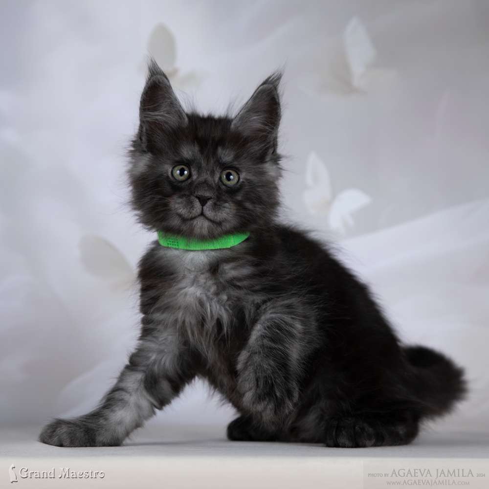 Райнер, 1.5 мес.