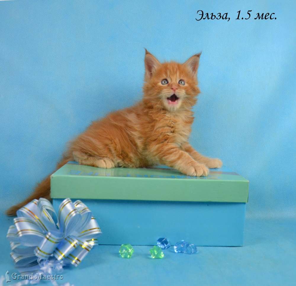 Эльза, 1.5 мес.