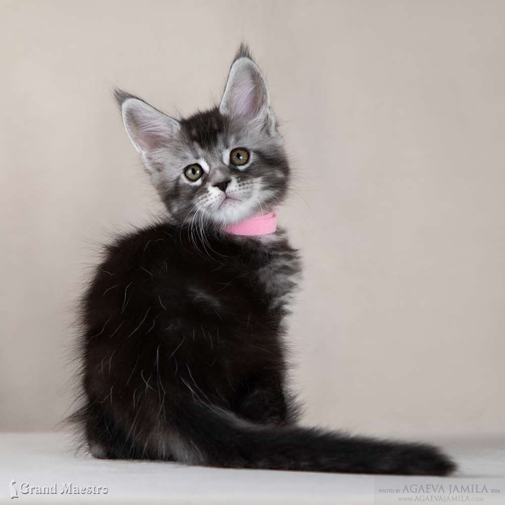 Рони, 1.5 мес.