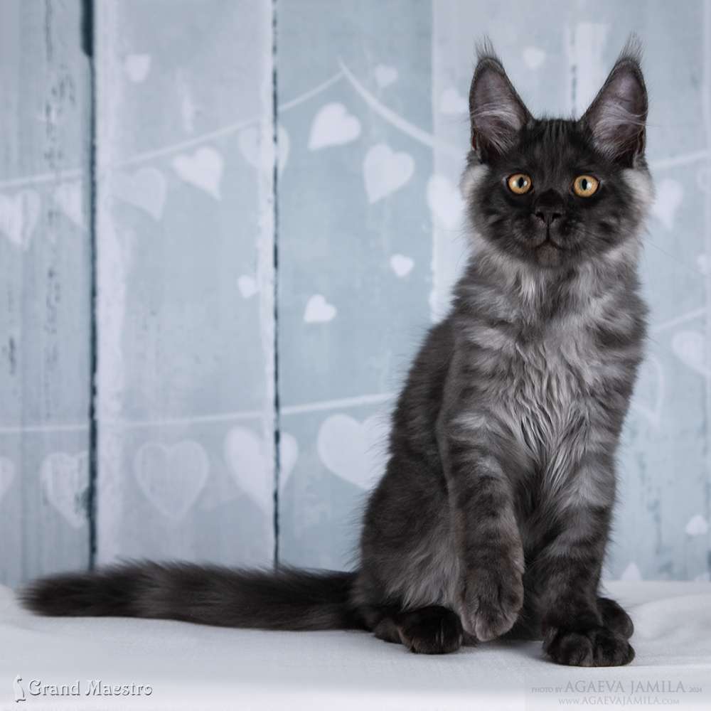 Райнер, 3.5 мес.