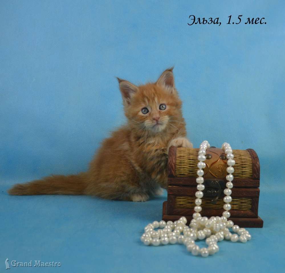 Эльза, 1.5 мес.