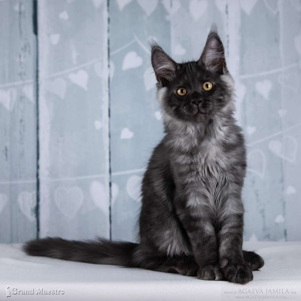 Райнер, 3.5 мес.