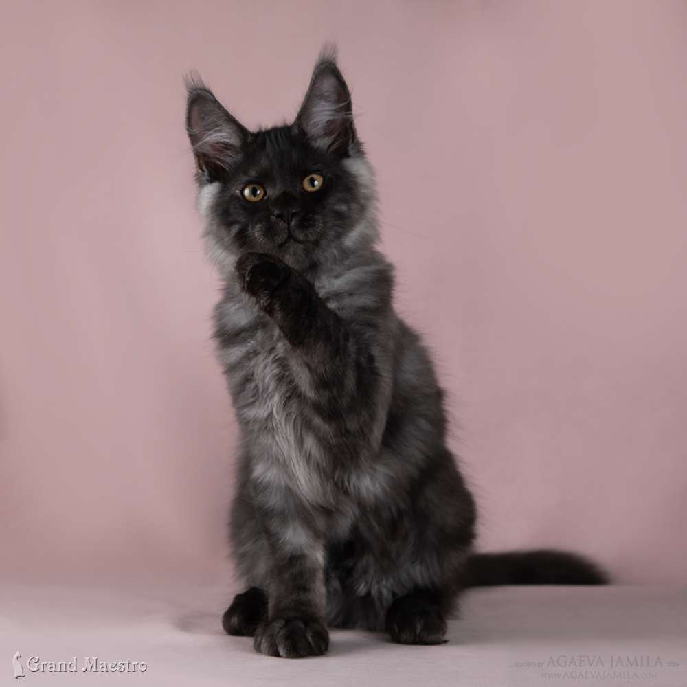 Райнер, 3.5 мес.