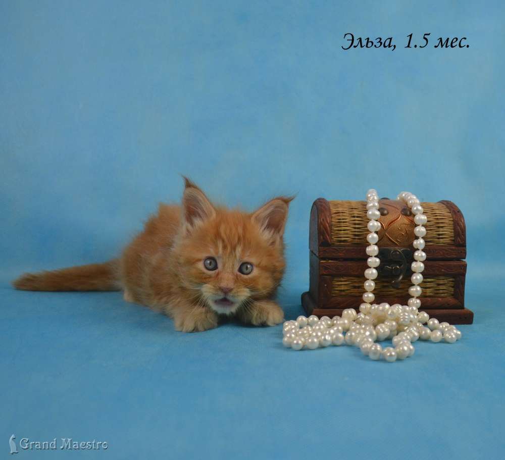 Эльза, 1.5 мес.