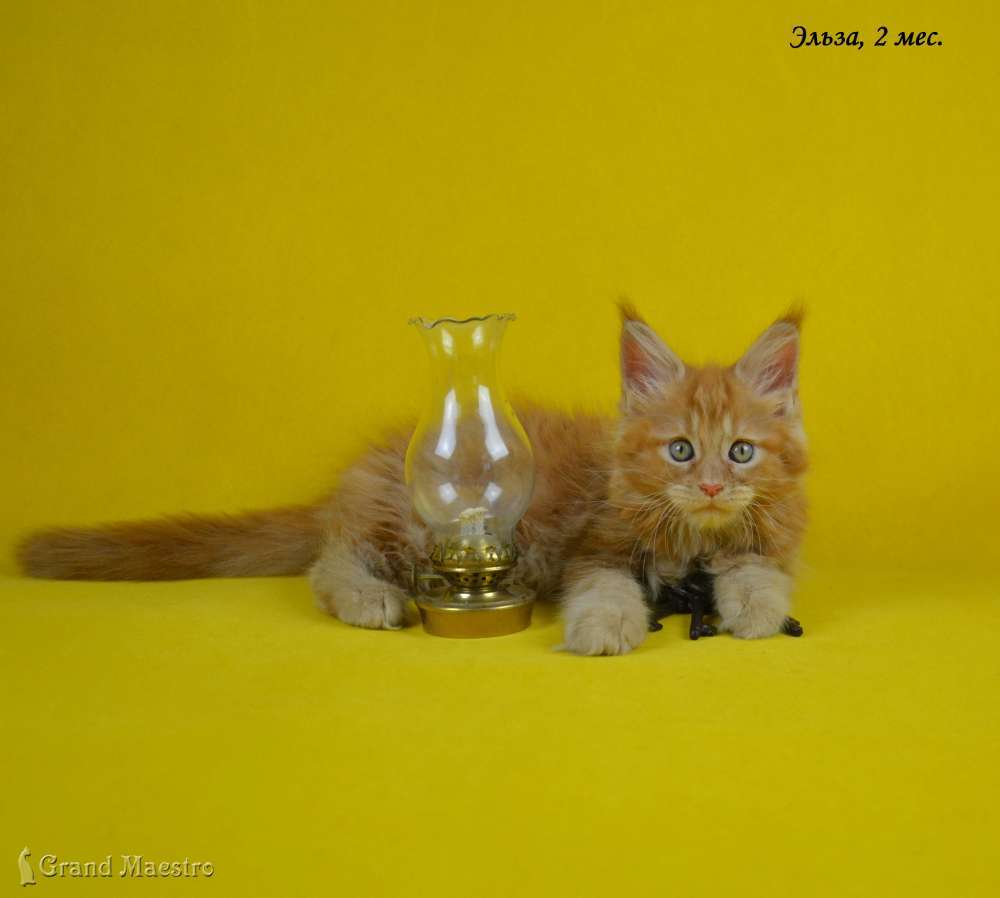 Эльза, 2 мес.