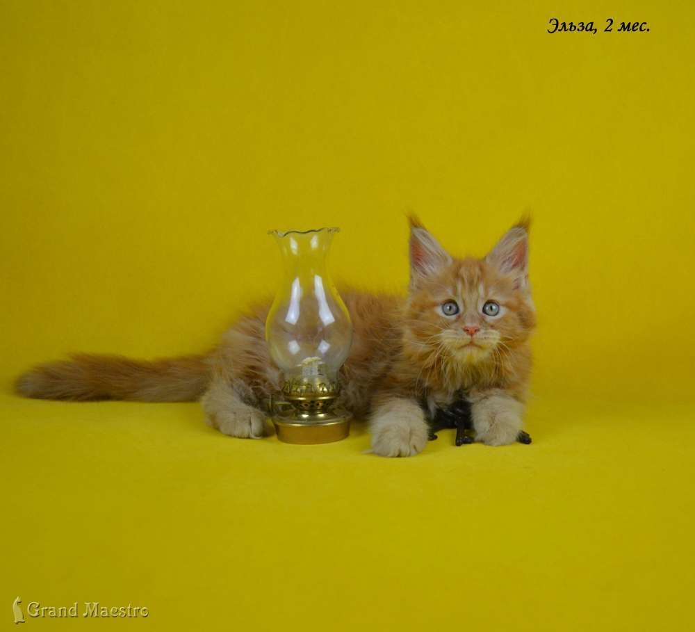 Эльза, 2 мес.