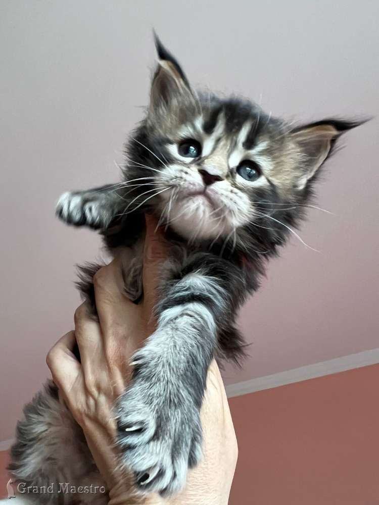 Стенли, 1 мес.
