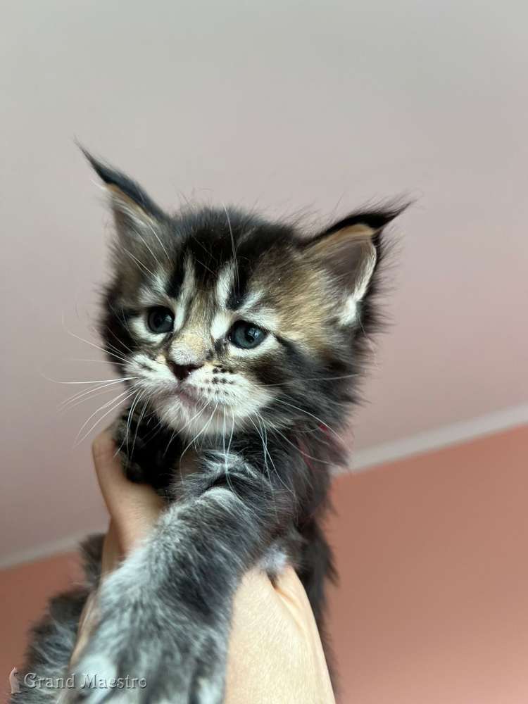 Стенли, 1 мес.