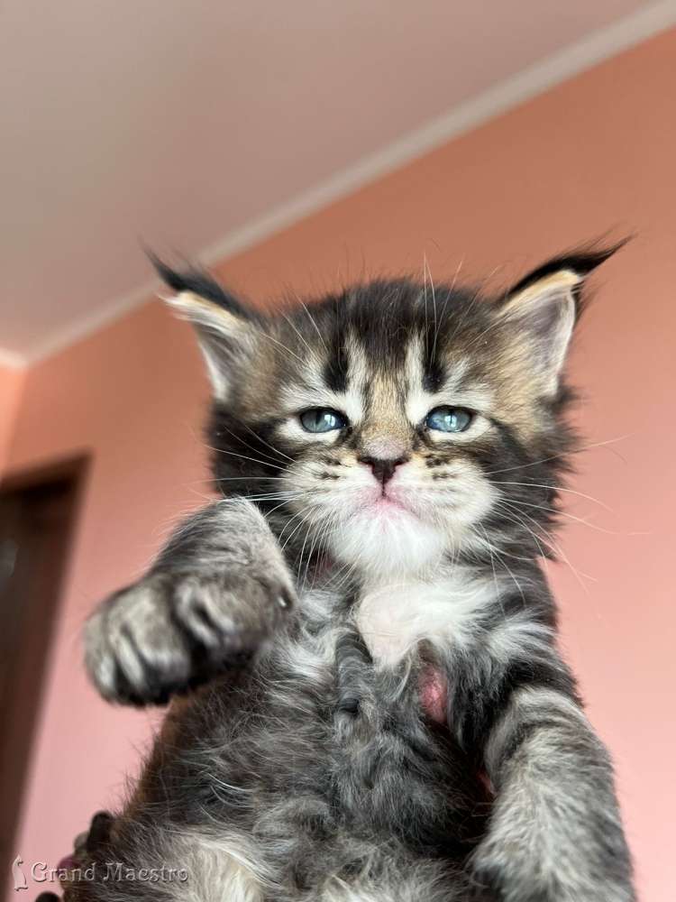 Стенли, 1 мес.
