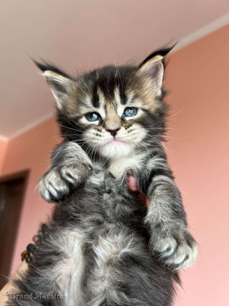 Стенли, 1 мес.