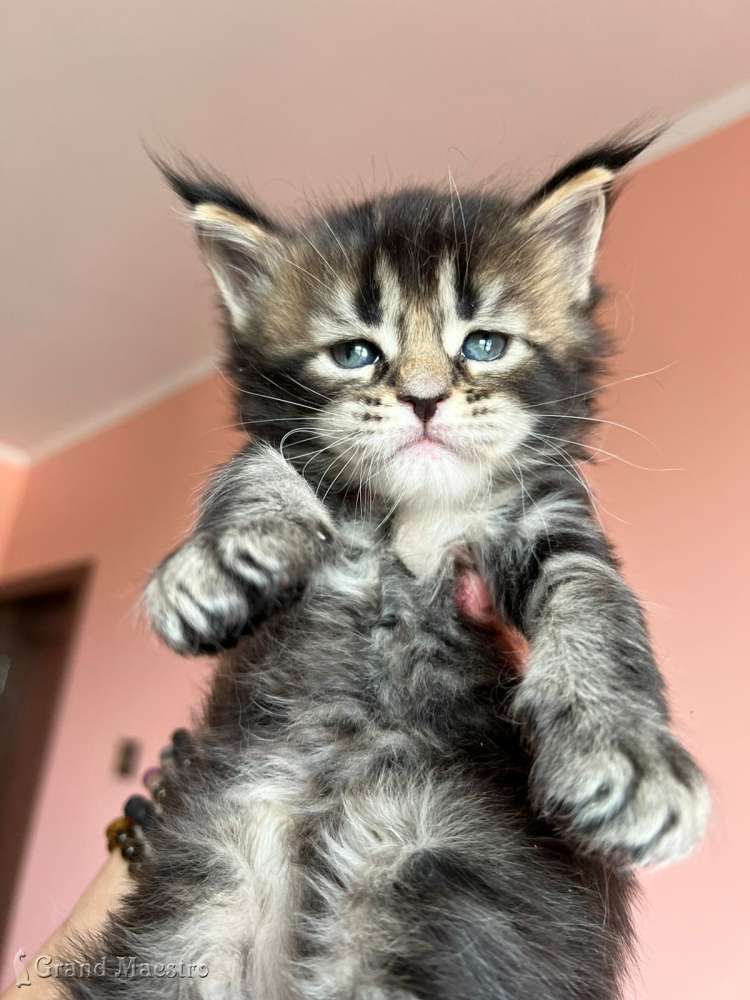Стенли, 1 мес.