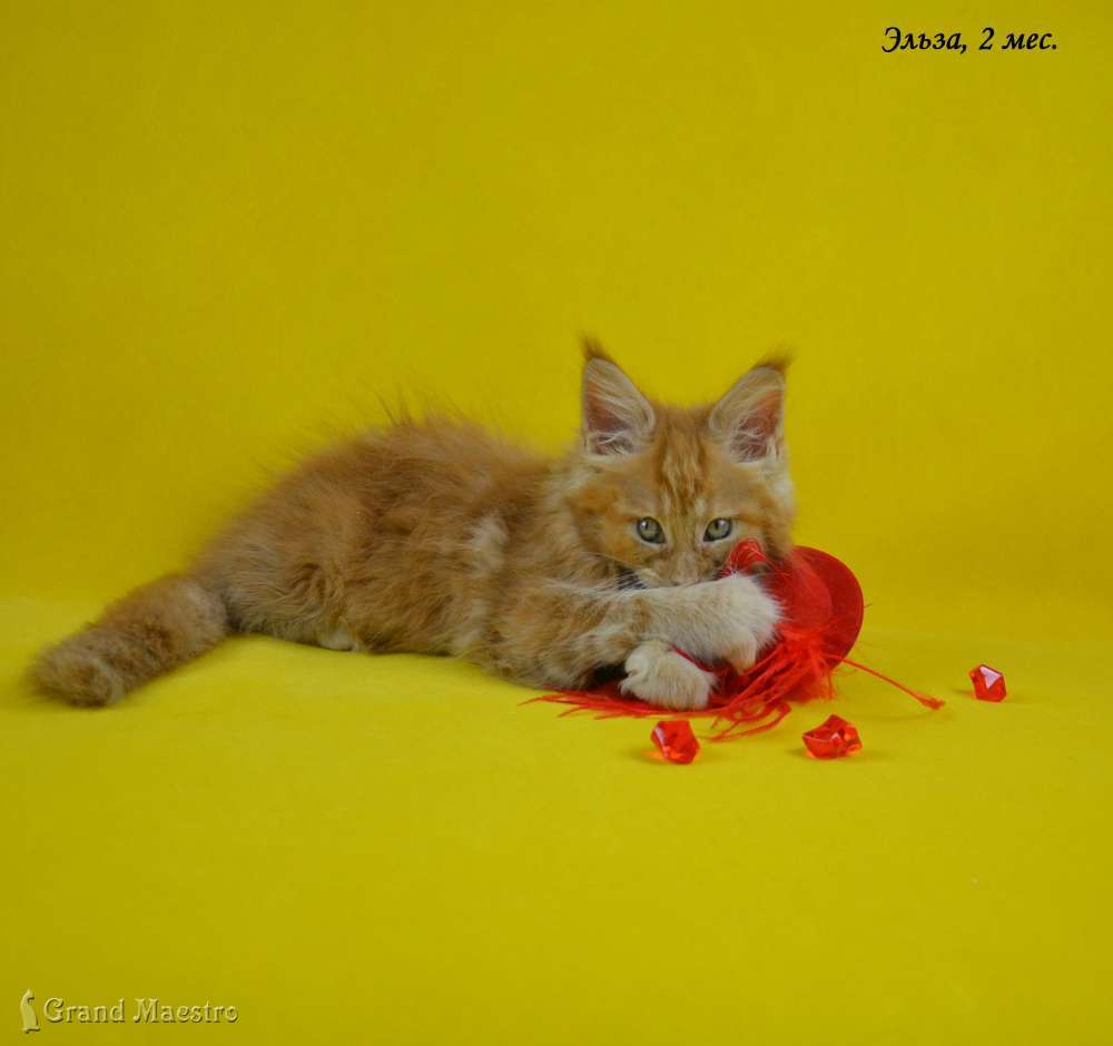 Эльза, 2 мес.
