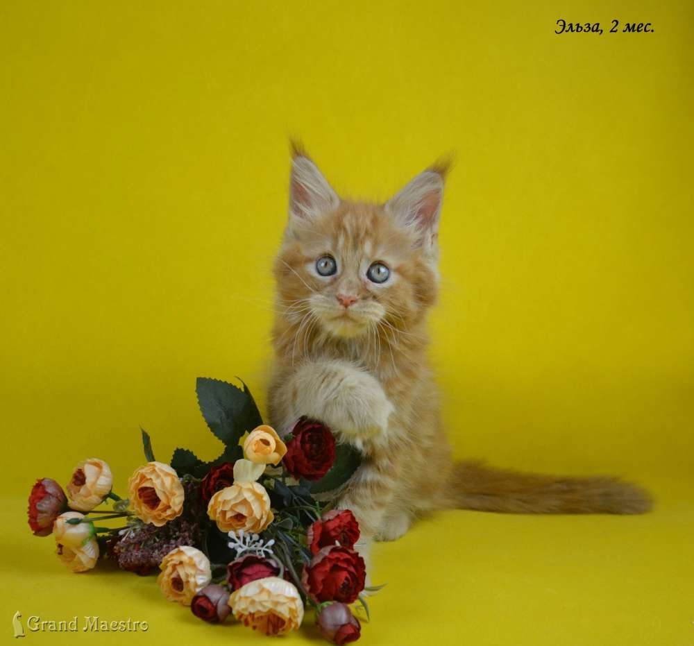 Эльза, 2 мес.