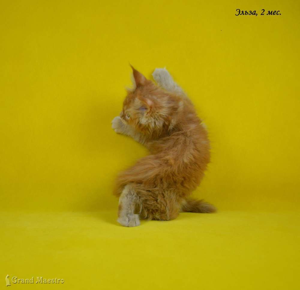 Эльза, 2 мес.