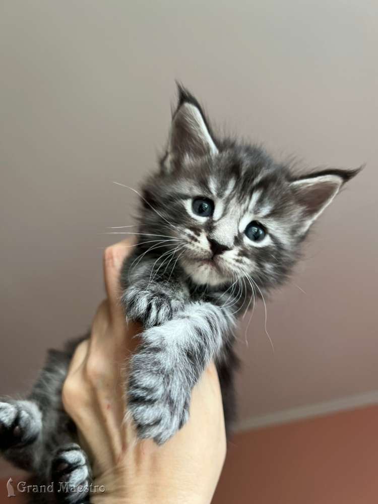 Такер, 1 месяц
