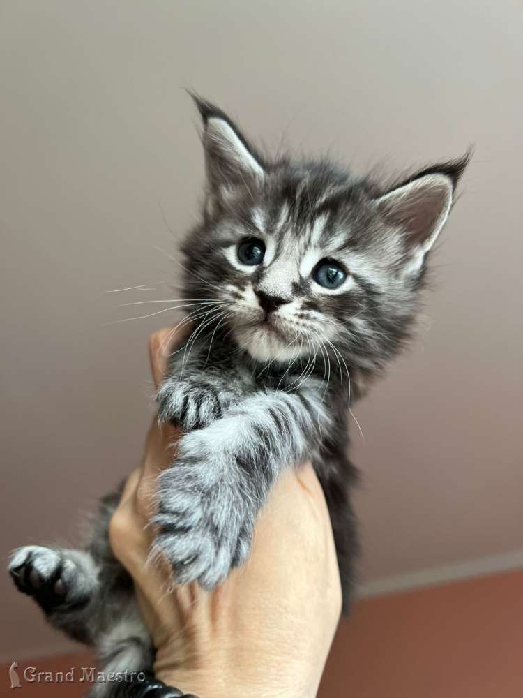 Такер, 1 месяц