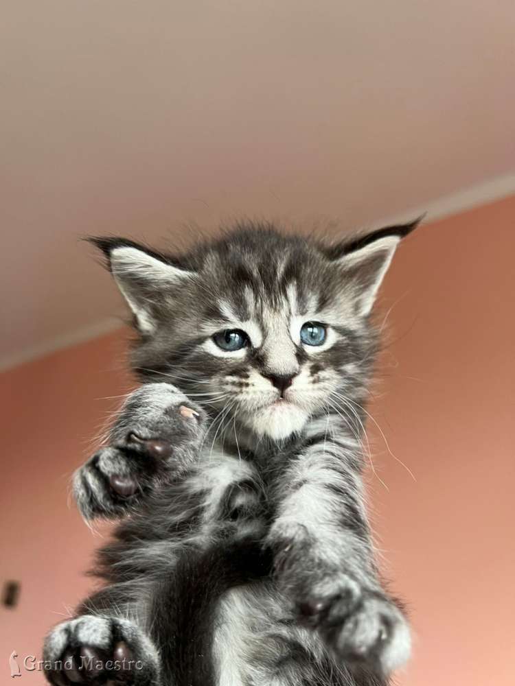 Такер, 1 месяц