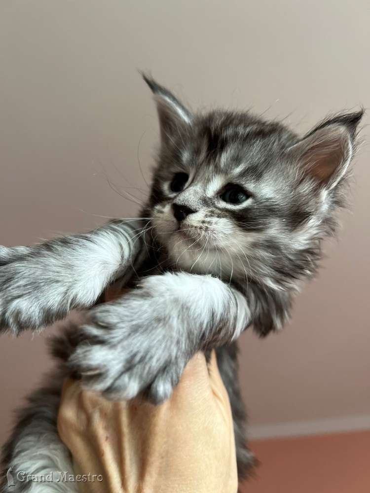 Такеши, 1 мес.