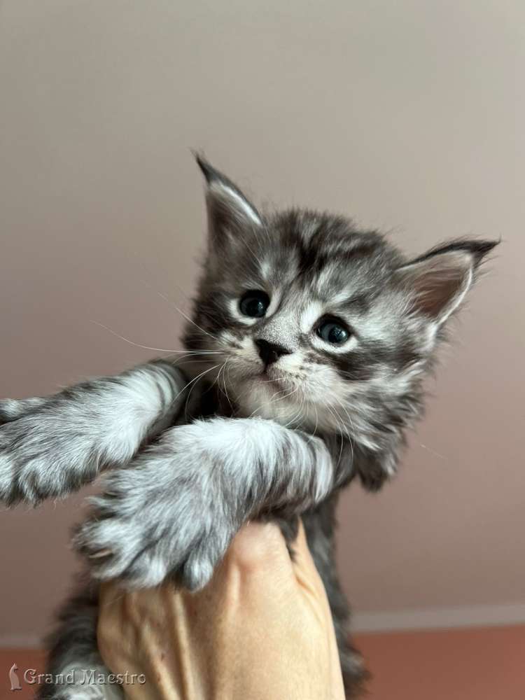 Такеши, 1 мес.