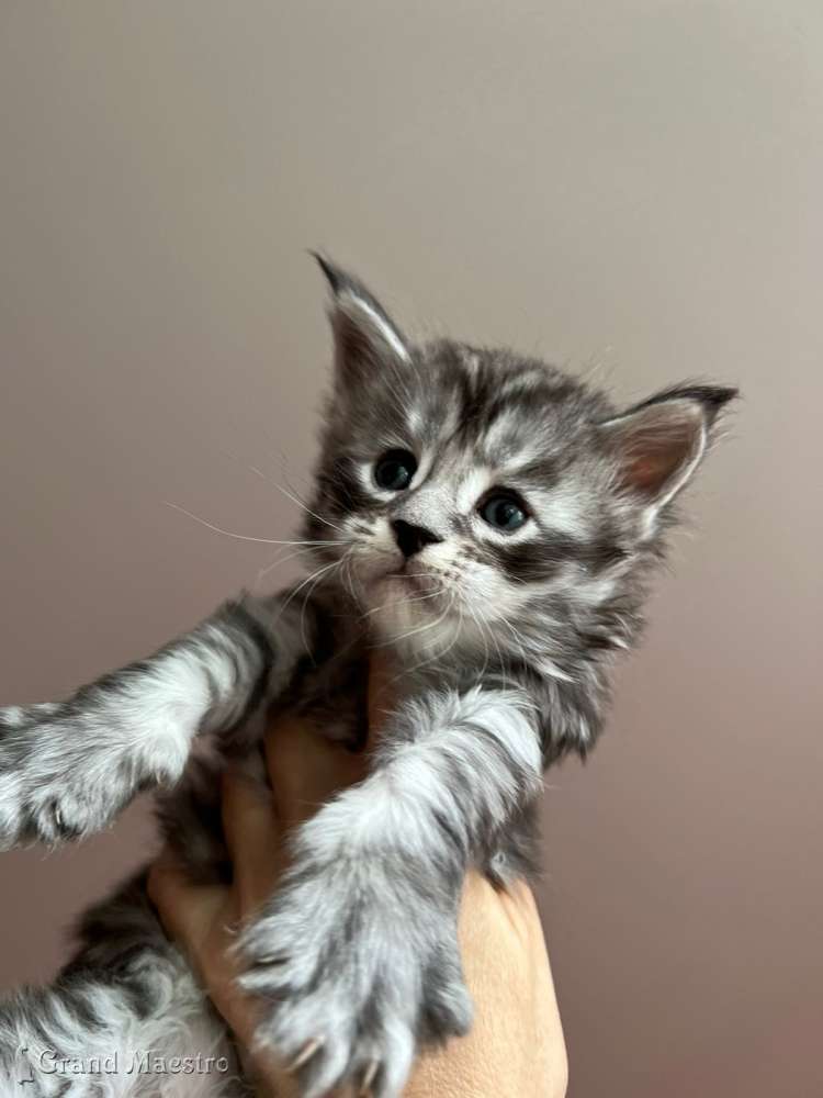 Такеши, 1 мес.