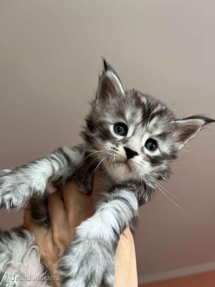 Такеши, 1 мес.