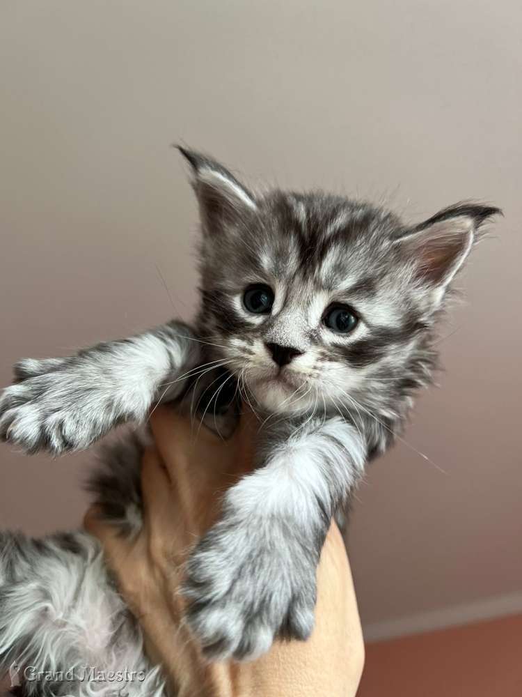 Такеши, 1 мес.