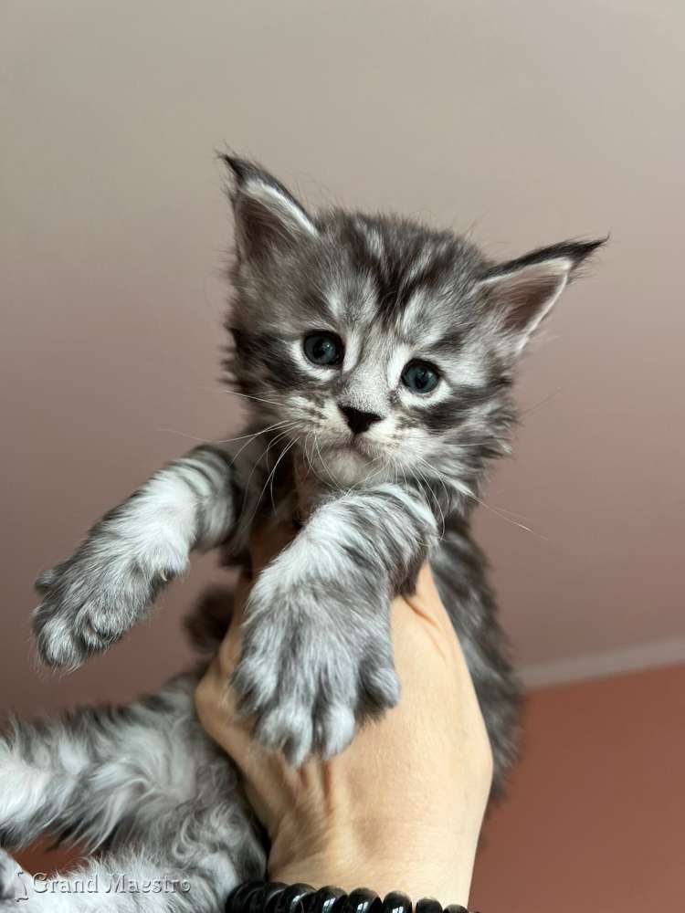 Такеши, 1 мес.
