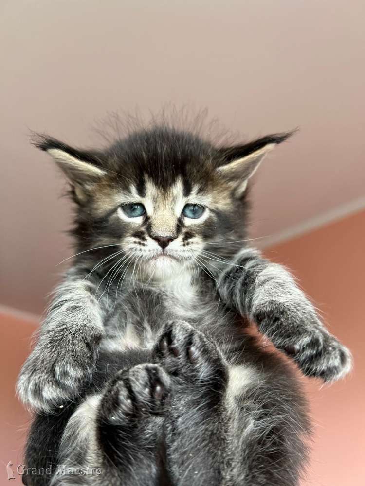 Теона, 1 мес.