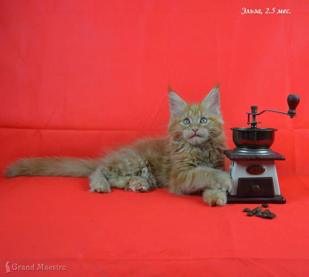 Эльза, 2.5 мес.