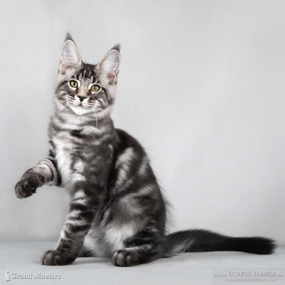 Такер, 3.5 мес.