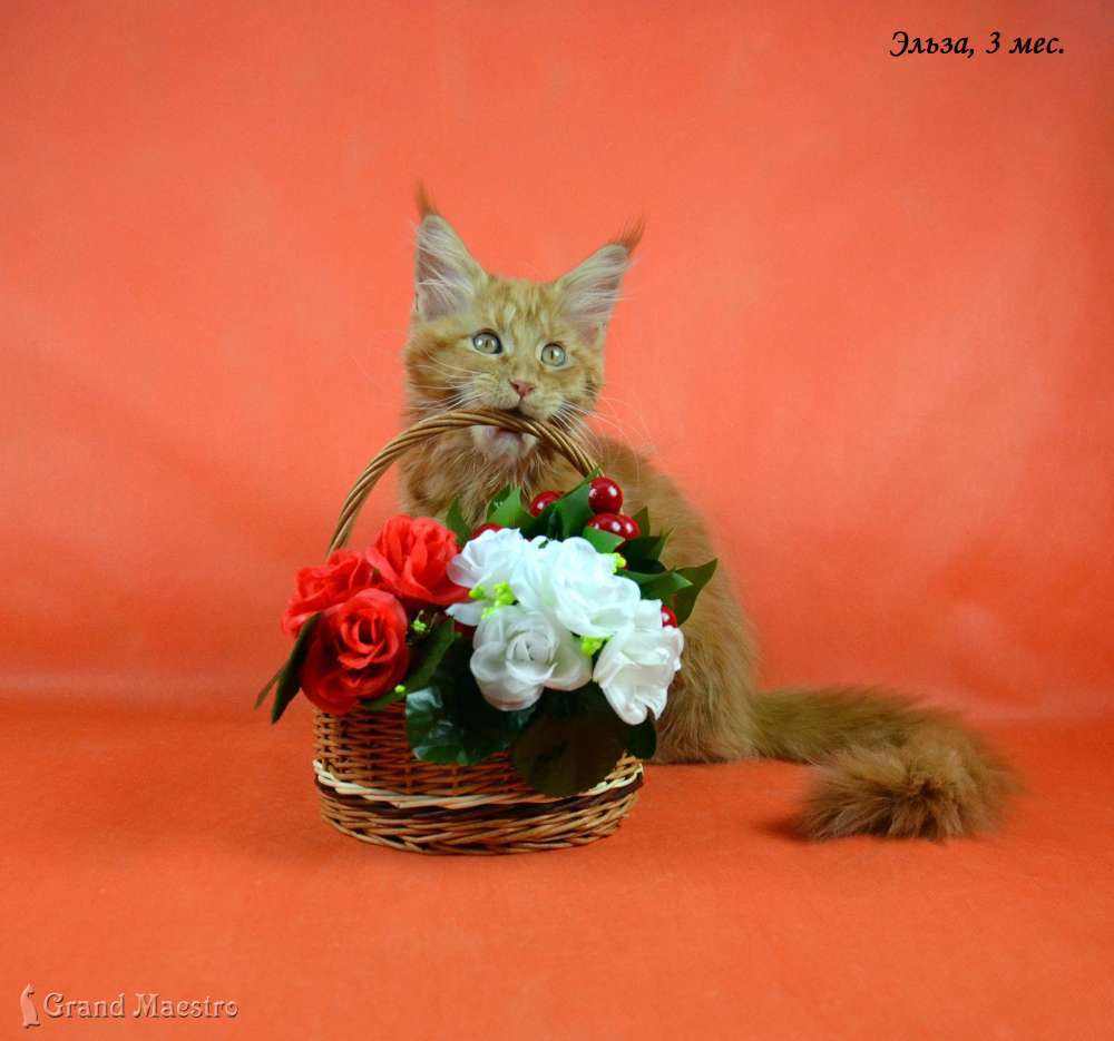 Эльза, 3 мес.